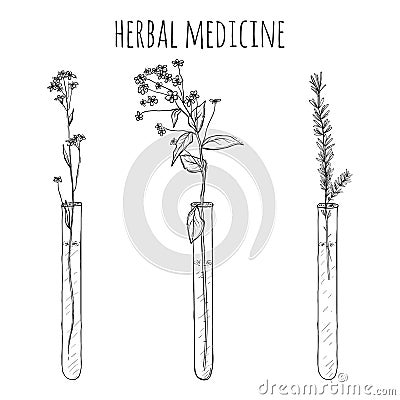 Hand drawn lavender plants, Flowers in vitro, vial Vector Illustration