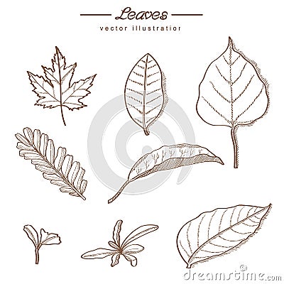 Hand drawn leaves of nature - vintage style Vector Illustration
