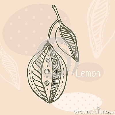 Hand drawn lemon graphic style Vector Illustration