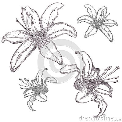 Hand drawn lilium flowers, vector illustration Vector Illustration