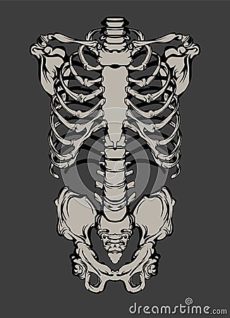 Hand drawn line art anatomically correct human ribcage. Vector Illustration