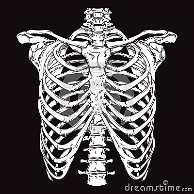 Hand drawn line art anatomically correct human ribcage. Vector Illustration