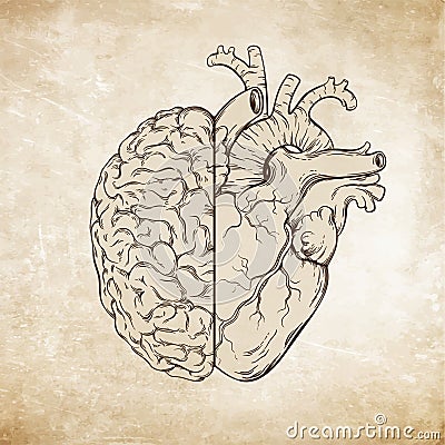 Hand drawn line art human brain and heart. Da Vinci sketches style over grunge aged paper background vector illustration Vector Illustration