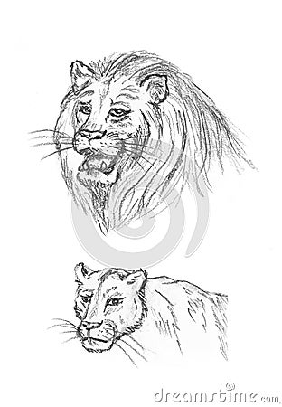 Pencil sketch of lions, hand drawing Stock Photo