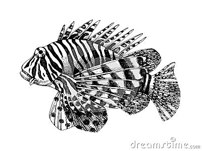 Hand drawn lionfish Vector Illustration