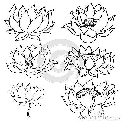 Hand drawn lotus isolate vector set and Japanese tattoo Vector Illustration