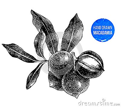 Hand drawn macadamia nuts Vector Illustration