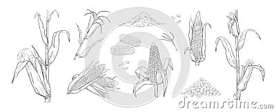 Hand drawn maize. Sweetcorn grains. Engraving stems with blossom cobs and leaves. Vegetarian food sketch for corn flour Vector Illustration