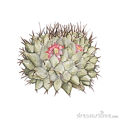 Hand drawn mammillaria erythra pincushion cactus Stock Photo