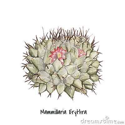 Hand drawn mammillaria erythra pincushion cactus Stock Photo