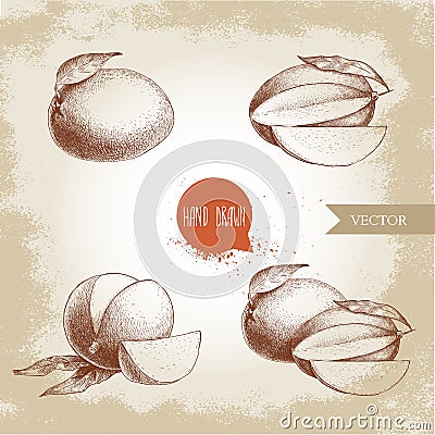 Hand drawn mango fruits set with leafs and mango slices. Sketch style vector fruit illustration Vector Illustration