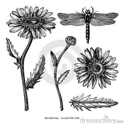 Hand drawn medical plant sketch. Vector botanical illustration of chamomile flower isolated on white. Black and white lineart. Dr Cartoon Illustration