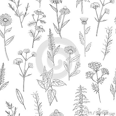 Hand drawn medicinal herbs. Vector pattern Vector Illustration