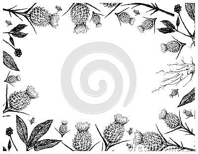 Hand Drawn of Milk Thistle and Ginseng Plants Frame Vector Illustration