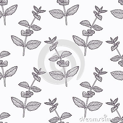 Hand drawn mint branch outline seamless pattern Vector Illustration