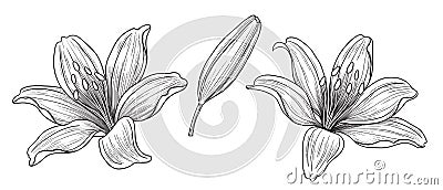 Hand drawn Monochrome Lily Flower Heads and Bud Vector Illustration