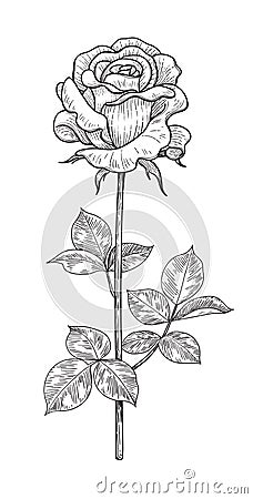 Hand drawn Monochrome Rose Bud with Leaves Vector Illustration
