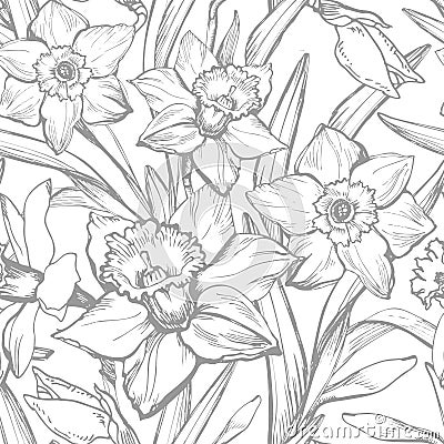 Hand drawn monochrome vector with narcissus, daffodils flowers Vector Illustration