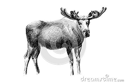 Hand drawn moose, sketch graphics monochrome illustration Cartoon Illustration