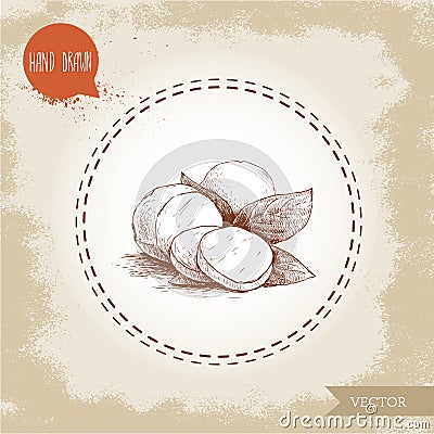 Hand drawn mozzarella cheese with basil leafs Vector Illustration