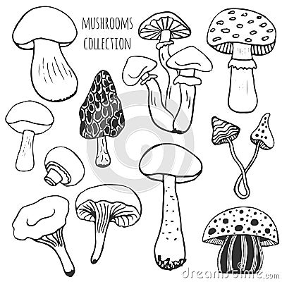 Hand drawn mushrooms collection. Doodle vector set with edible and poison mushrooms. Vector Illustration