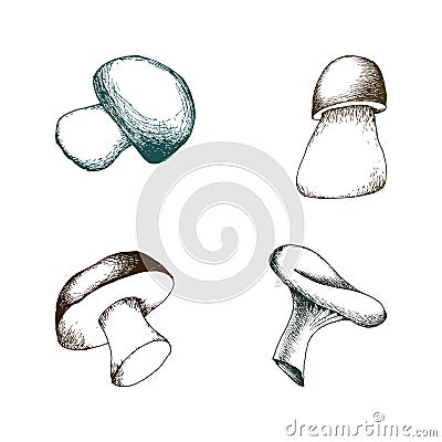 Hand drawn mushrooms set Vector Illustration