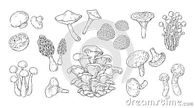 Hand drawn mushrooms. Vintage sketch of champignon and oyster fungus. Shiitake and truffle. Gourmet morel. Forest Vector Illustration