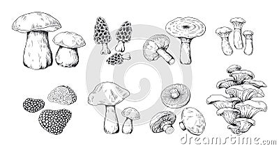 Hand drawn mushrooms. Vintage sketch of porcini portobello fungus morel truffle and oyster mushrooms. Vector doodle set Vector Illustration