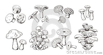 Hand drawn mushrooms. Vintage sketch of shiitake champignon fungus chanterelle, isolated organic food. Vector doodle set Vector Illustration
