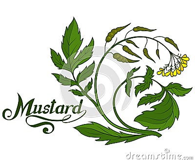 Hand drawn mustard plant, spicy ingredient, mustard logo, healthy organic food, spice mustard isolated on white background Vector Illustration