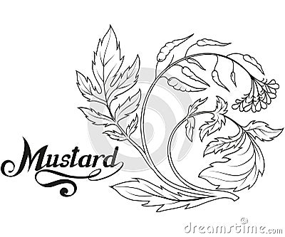 Hand drawn mustard plant, spicy ingredient, mustard logo, healthy organic food, spice mustard isolated on white background Vector Illustration