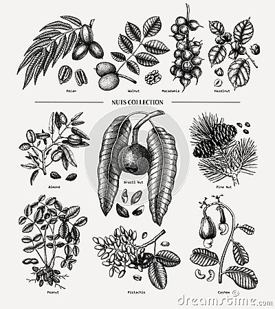 Hand drawn nut trees and plants collection. Botanical elements set. With branches, nuts, fruits, leaves, conifers and cones Vector Illustration