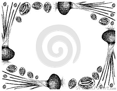 Hand Drawn of Nutmeg Fruits with Shallots Frame Vector Illustration
