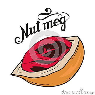 Hand drawn nutmeg powder, spicy ingredient, nutmeg logo, healthy organic food, spice nutmeg isolated on white background, culinary Vector Illustration