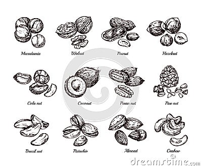 Hand drawn nuts and seeds. Doodle sketch peanut, hazelnut and cashew isolated vector set Vector Illustration
