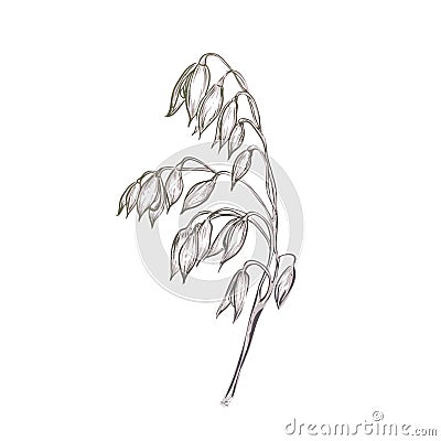 Hand drawn of oats, oat grain. sketch. Vector eps 10. Vector Illustration