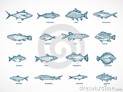 Hand Drawn Ocean or Sea and River Fish Illustration Bundle. A Collection of Salmon and Tuna or Pike and Anchovy, Herring Vector Illustration