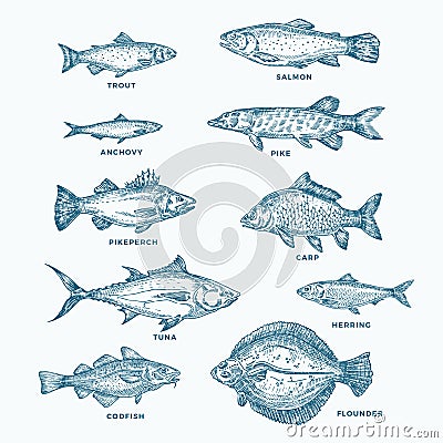 Hand Drawn Ocean or Sea and River Ten Fishes Set. A Collection of Salmon and Tuna or Pike and Anchovy, Herring, Trout Vector Illustration