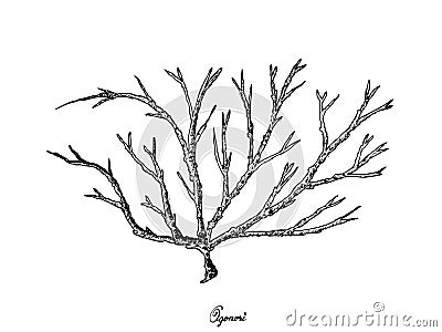 Hand Drawn of Ogonori Seaweed on White Background Vector Illustration