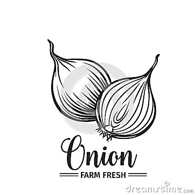 Hand drawn onion icon. Vector Illustration