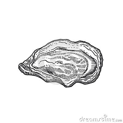 Hand Drawn Open Oyster Shell Vector Illustration. Abstract Seafood Sketch. Mollusk Engraving Style Drawing. Isolated Vector Illustration