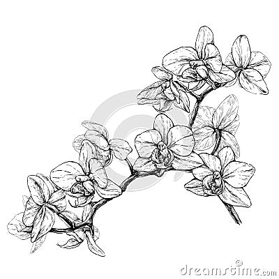 Hand drawn orchid branch. vector illustration isolated on white Vector Illustration