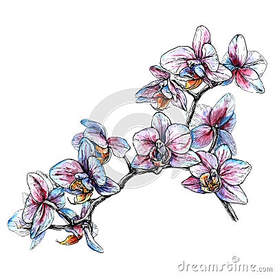 Hand drawn orchid branch. Watercolor style vector illustration Vector Illustration