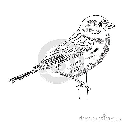 Hand drawn outline bird isolated on white background Vector Illustration