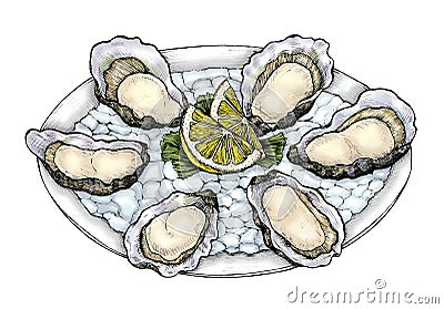 Hand drawn oyster salt-water bivalve platter Stock Photo