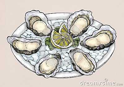 Hand drawn oyster salt-water bivalve platter illustration Cartoon Illustration
