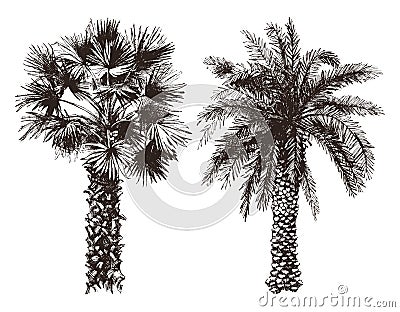 Hand drawn palm trees Vector Illustration