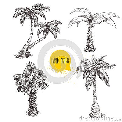 Hand drawn palm trees sketch set. Vector illustration on white background. Vector Illustration