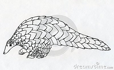 Hand drawn pangolin contour Stock Photo