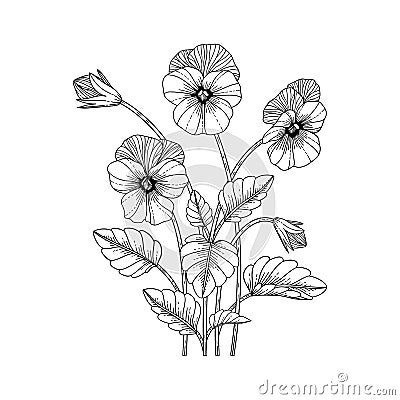 Hand drawn pansy floral illustration Cartoon Illustration